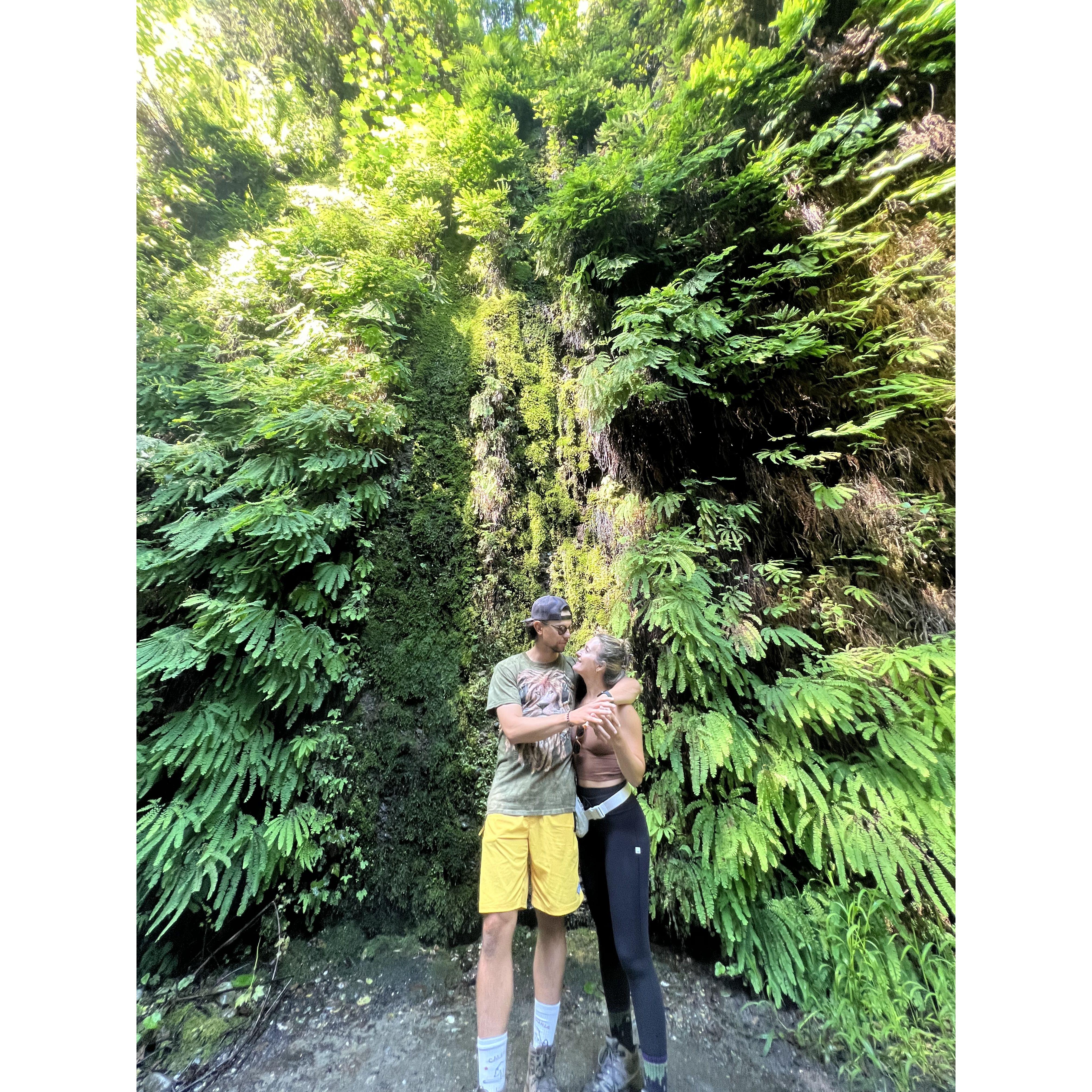 Hiking Fern Canyon in Humboldt County