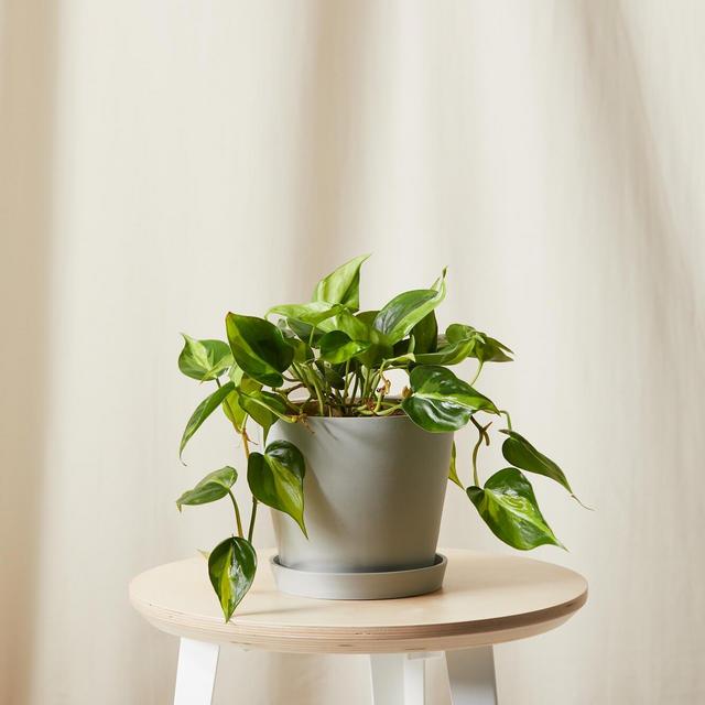 Buy Potted Philodendron Brasil Indoor Plant - Bloomscape