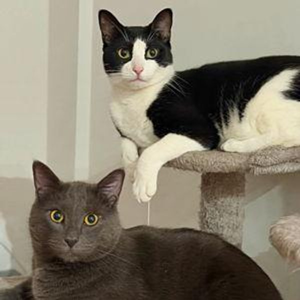 Pet Care For Our Honeymoon
