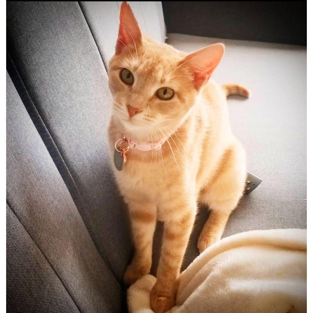 Luna: Our first pet as a couple