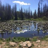 Lily Pad Lake