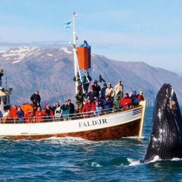 Whale Watching Tour