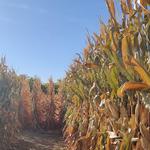 Anderson Farms