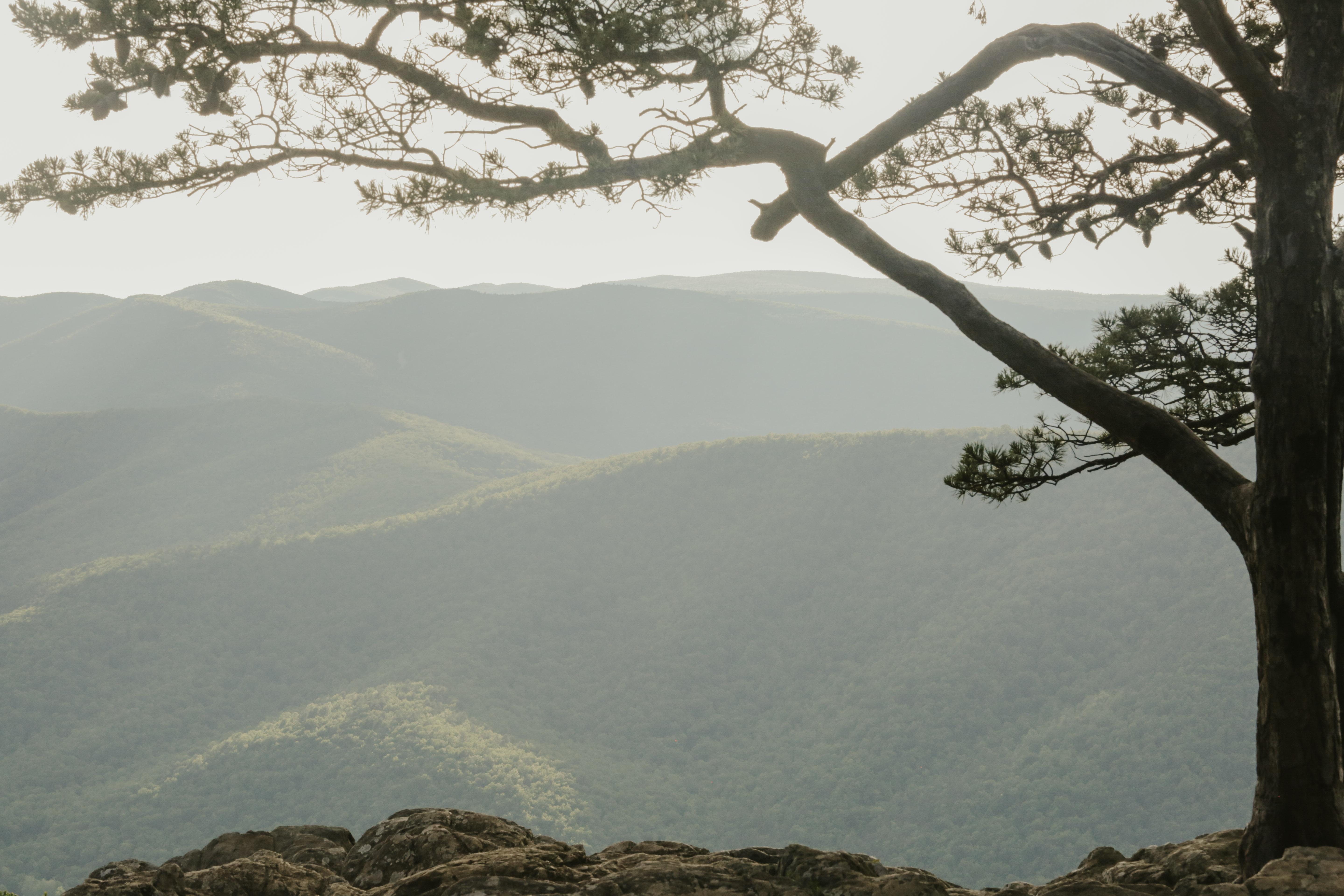 The Wedding Website of Caroline Haislip and Ethan Yancey