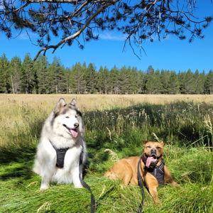 Petsitter for Koda and Athena
