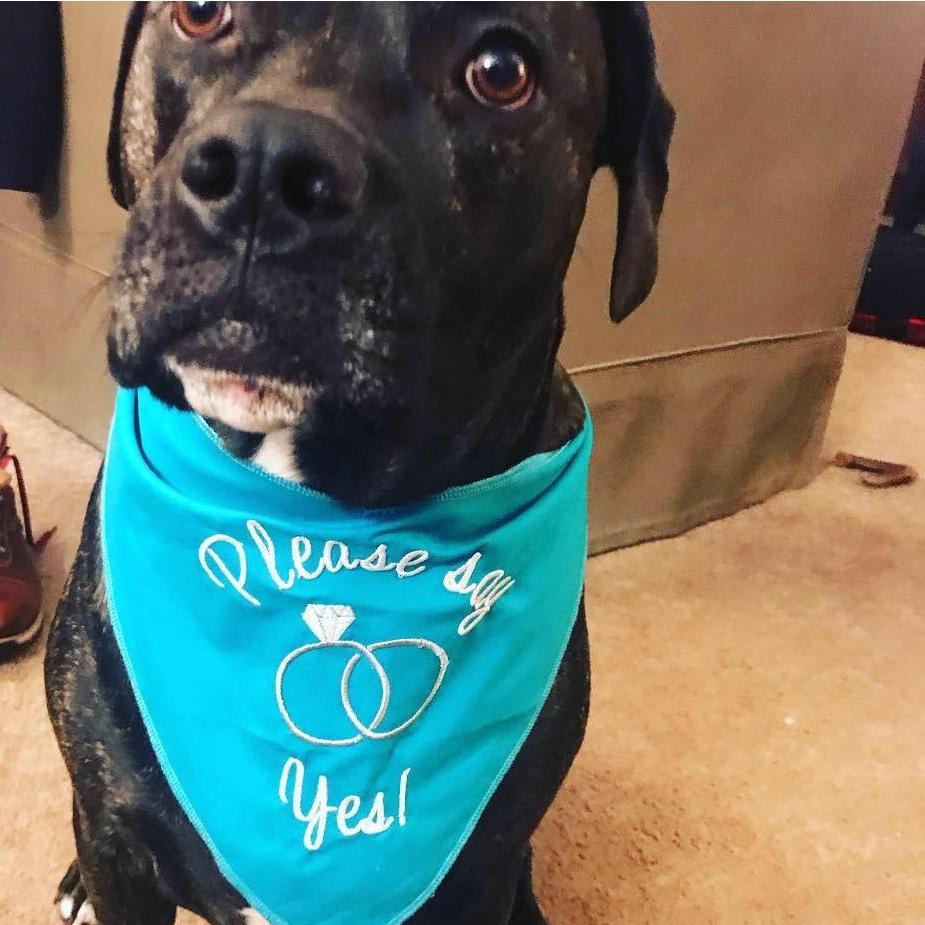 Dazzle helped pop the question!