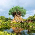 Disney's Animal Kingdom Theme Park