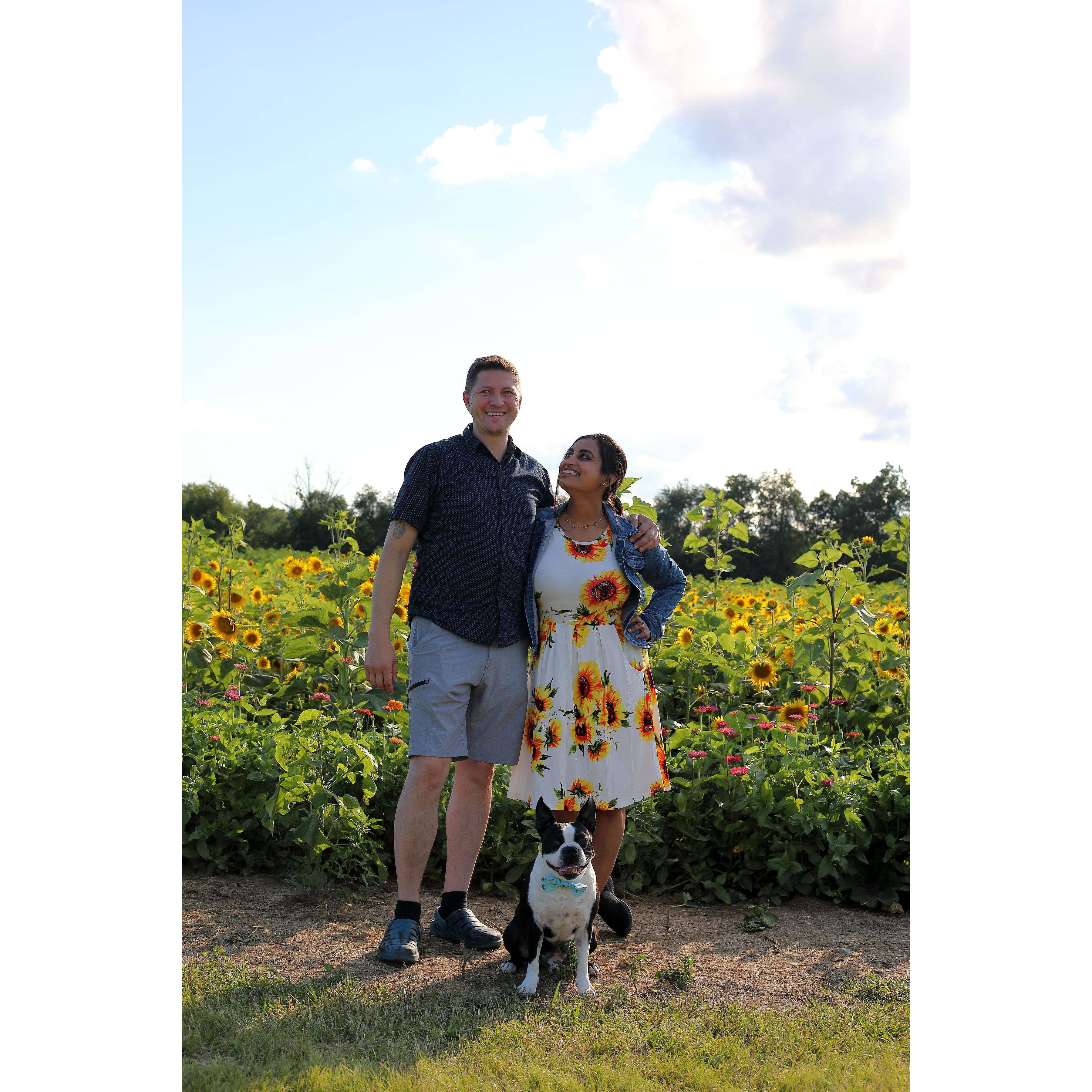 Family Outing at the Lannon Sunflower farm 