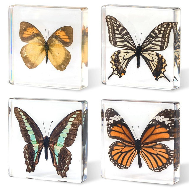 4-Pack Taxidermy Butterfly, Real Butterflies Specimens in Resin - Genuine Resin Butterflies Framed Display for Taxidermy Bugs, Oddities, Biology, Science & Home Decor (3x3x1 inch)