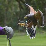 Falconry at Waterford Castle