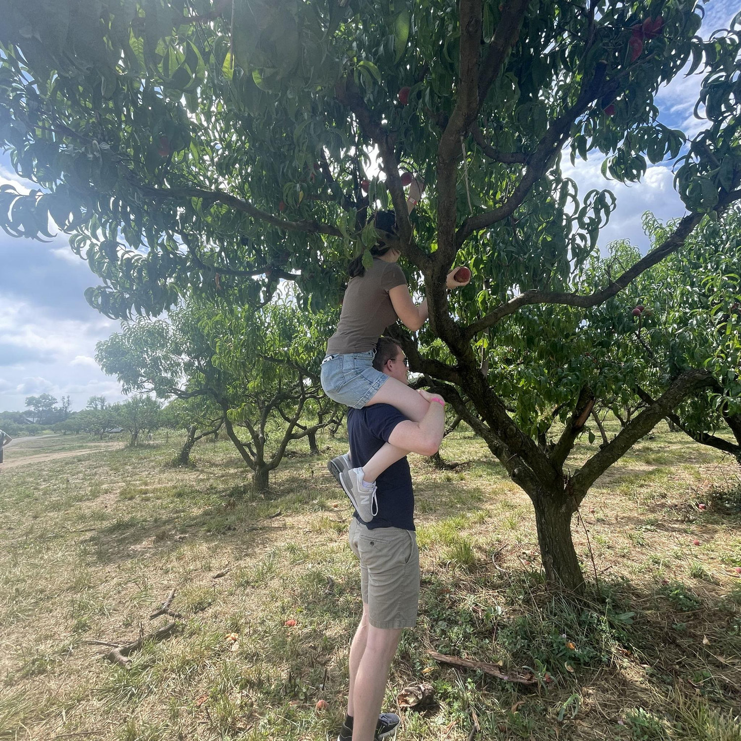 Peach picking