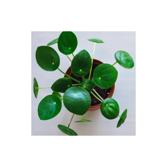 3pc Chinese Money Plant - National Plant Network