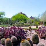 Desert Botanical Garden