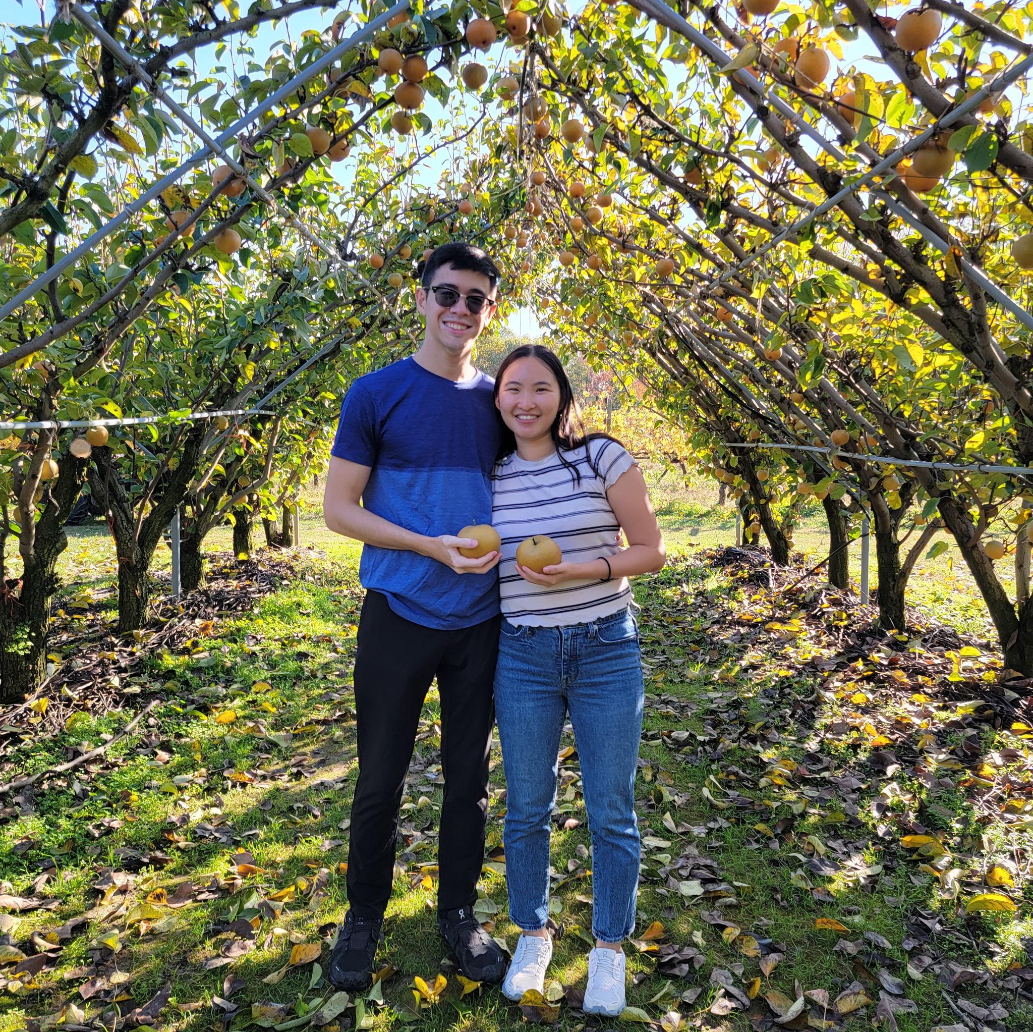 Pear picking at Lee Orchard Garden