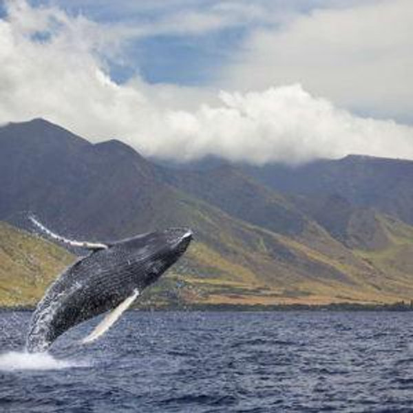 Honeymoon Whale Watching