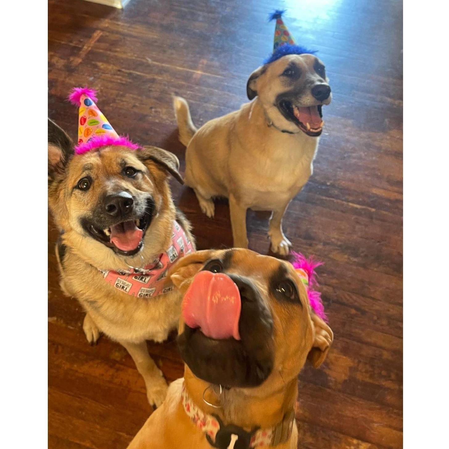 our crazy little bunch