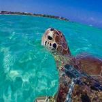 Snorkeling and Scuba Adventures in St Thomas