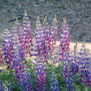 Silver Lupine (4)