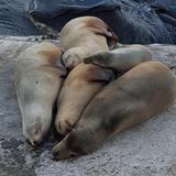 La Jolla Cove Sea Lions