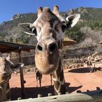 Cheyenne Mountain Zoo