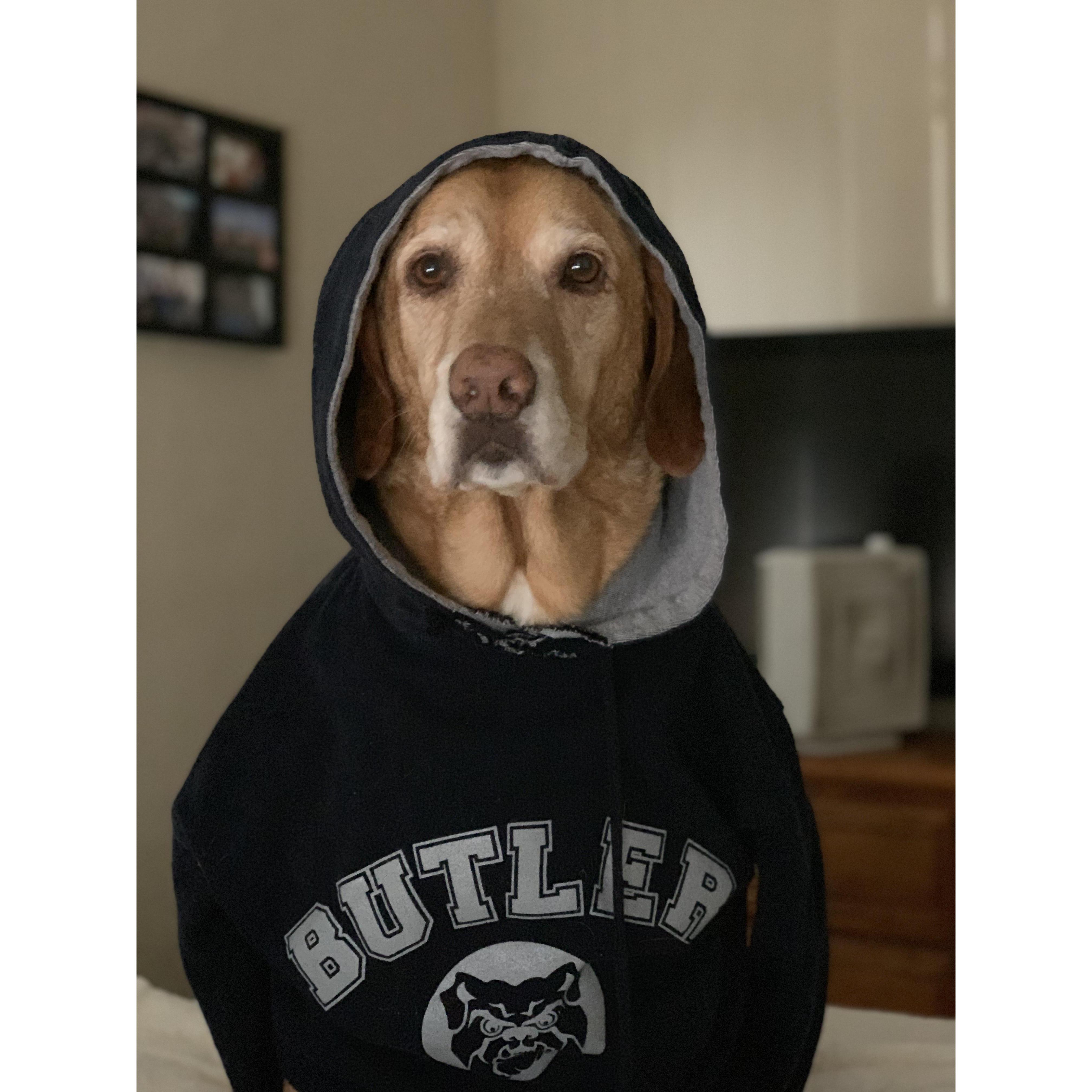 Our fur baby Carmelle, enrolled in the Butler University class of 2020.