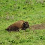 Bison Paddock