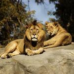 Minnesota Zoo