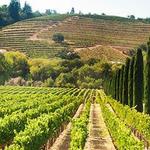 Stonehouse Vineyards