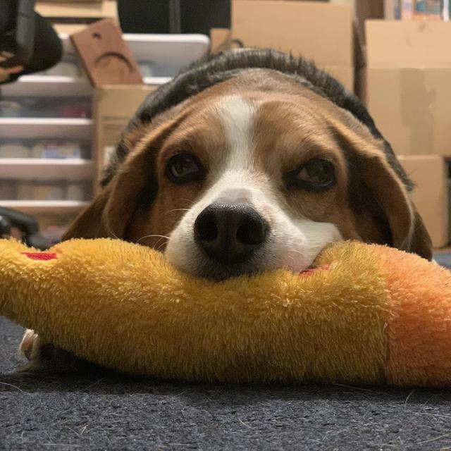 A Puppy! (Mabel needs a friend)