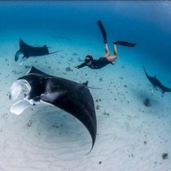 Swimming with Manta Rays
