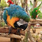 Free Flight Exotic Bird Sanctuary