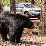 Bearizona Wildlife Park