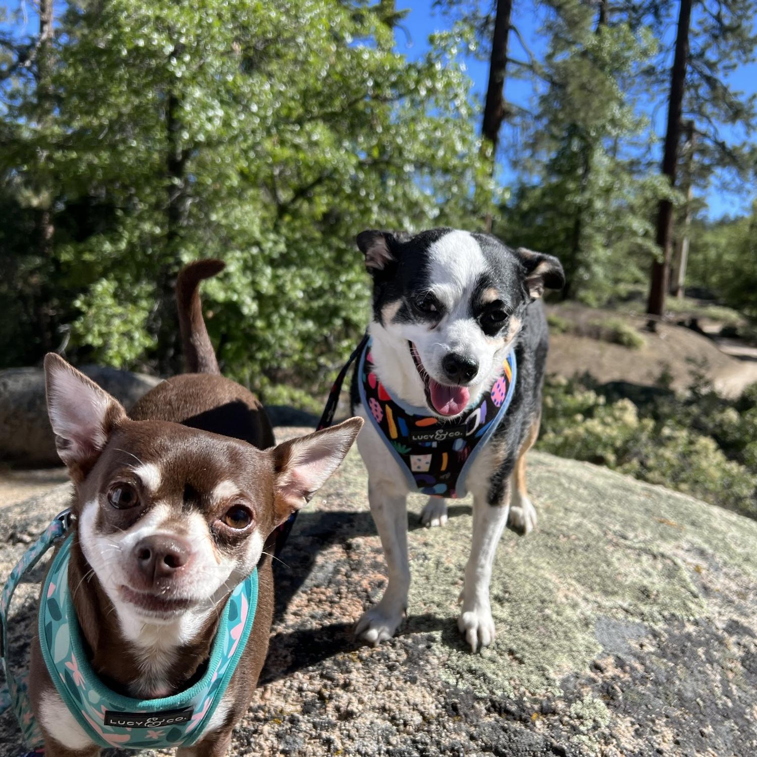 Pep catching attitude with the camera.