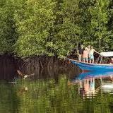 Mangrove Boat Trip