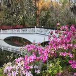 Magnolia Plantation and Gardens