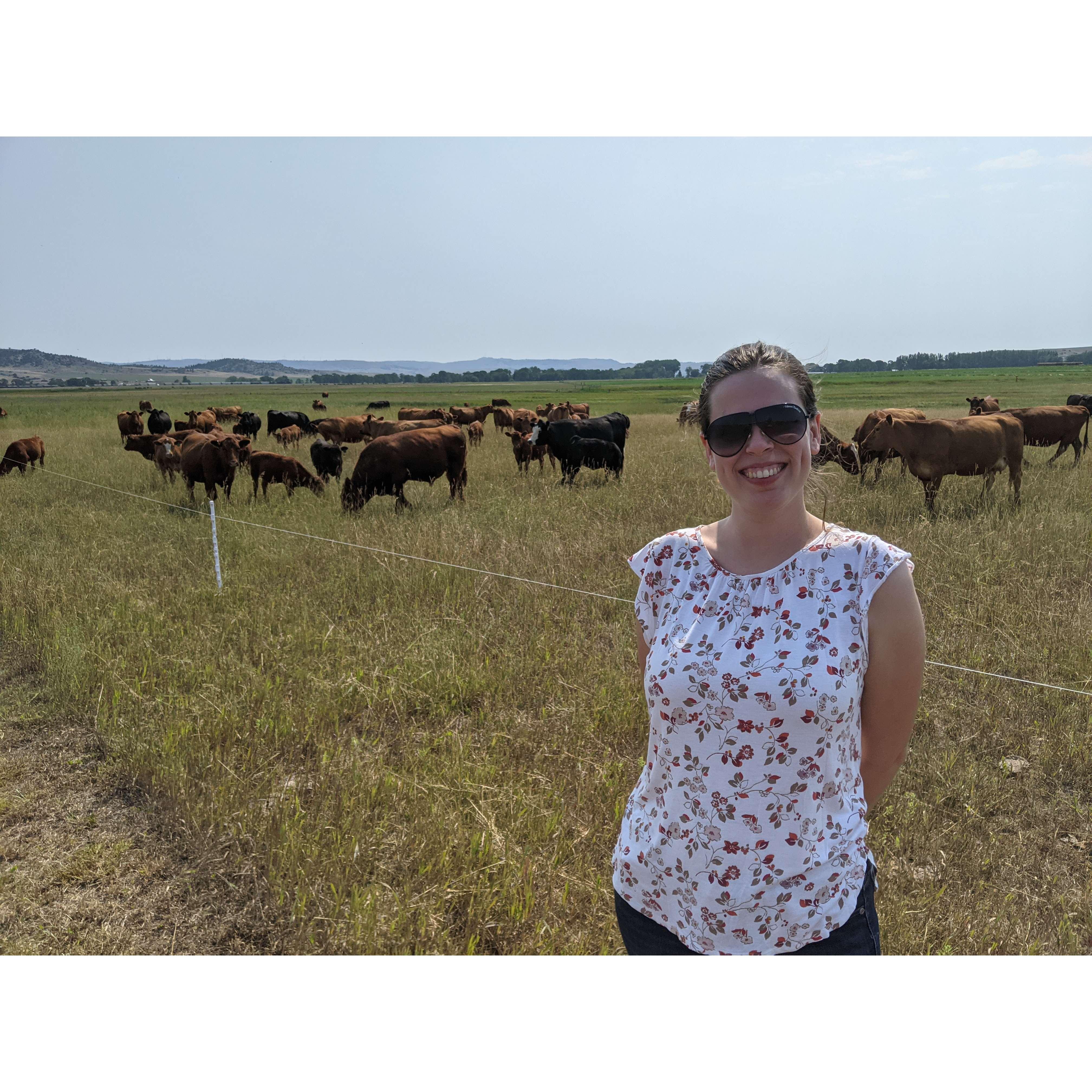 Christine made friends with the cows on her first trip to Montana.