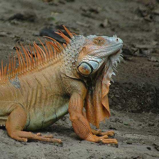 Iguana (aldusarielus rex)