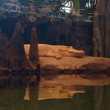 California Academy of Sciences