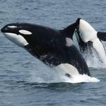 Whale Watching Tours