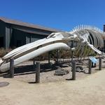 Seymour Marine Discovery Center