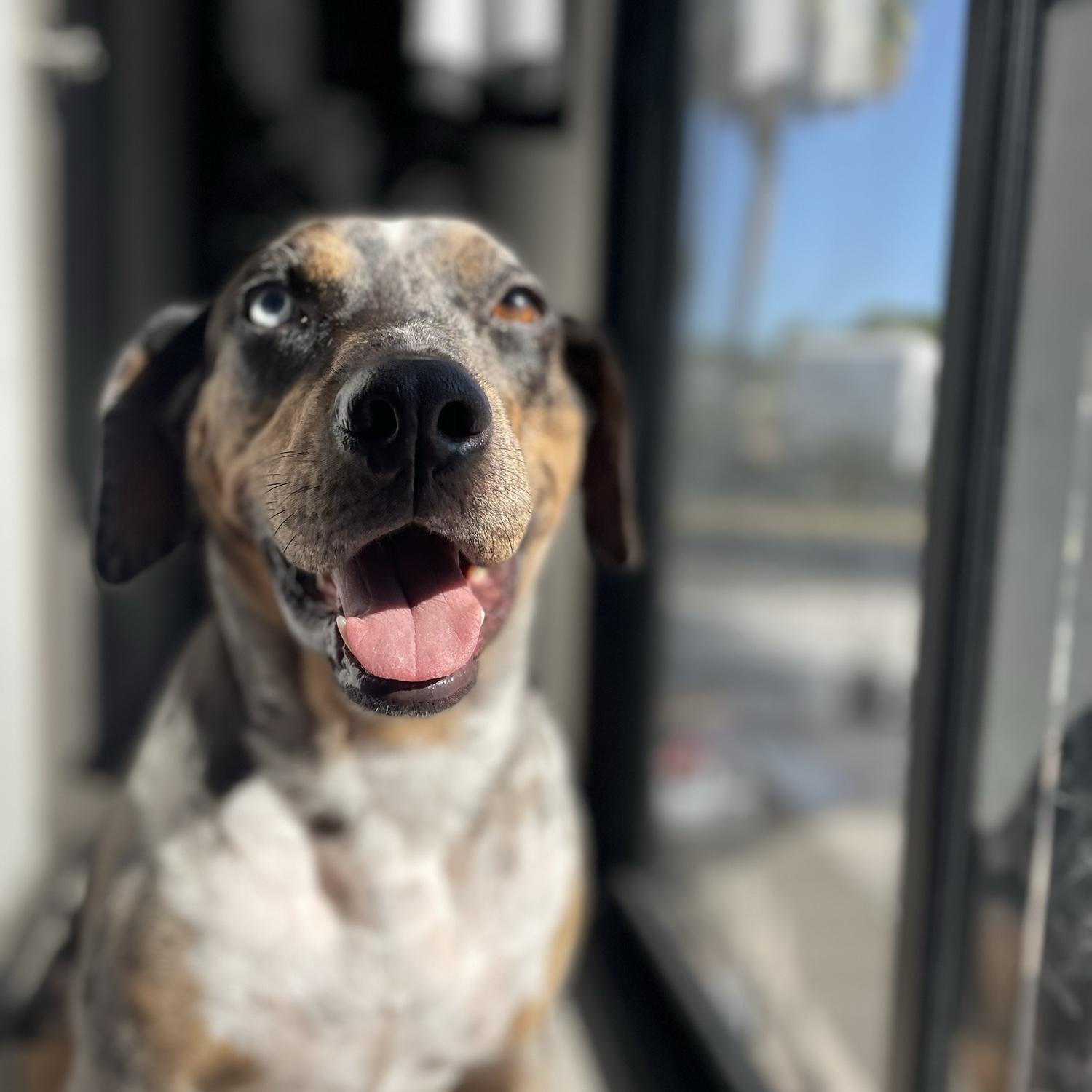 Our best friend Gypsy otherwise known as Cow Dog.