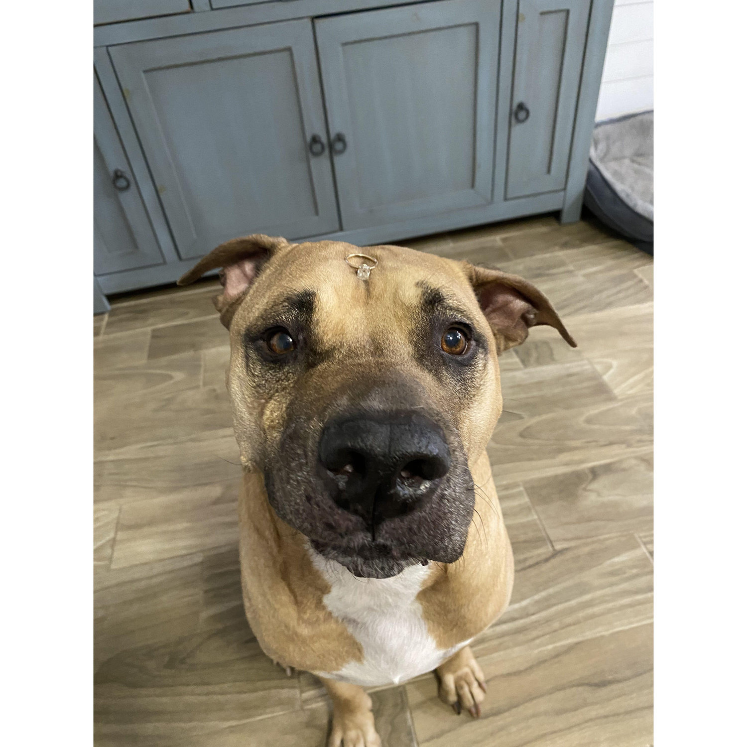 Our sweet Jack boy