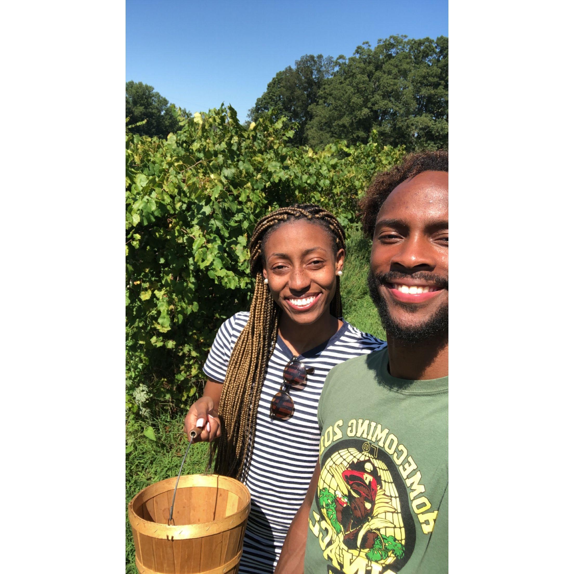 Brown's Muscadine Farm (Atlanta, GA) - 2020