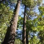 Estivant Pines Nature Sanctuary