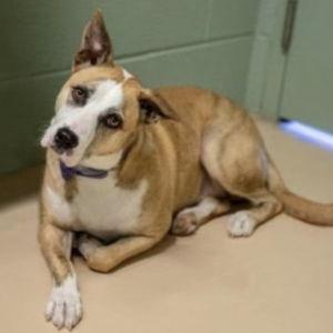 Centre County PAWS Donation