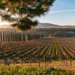 Winery Lane