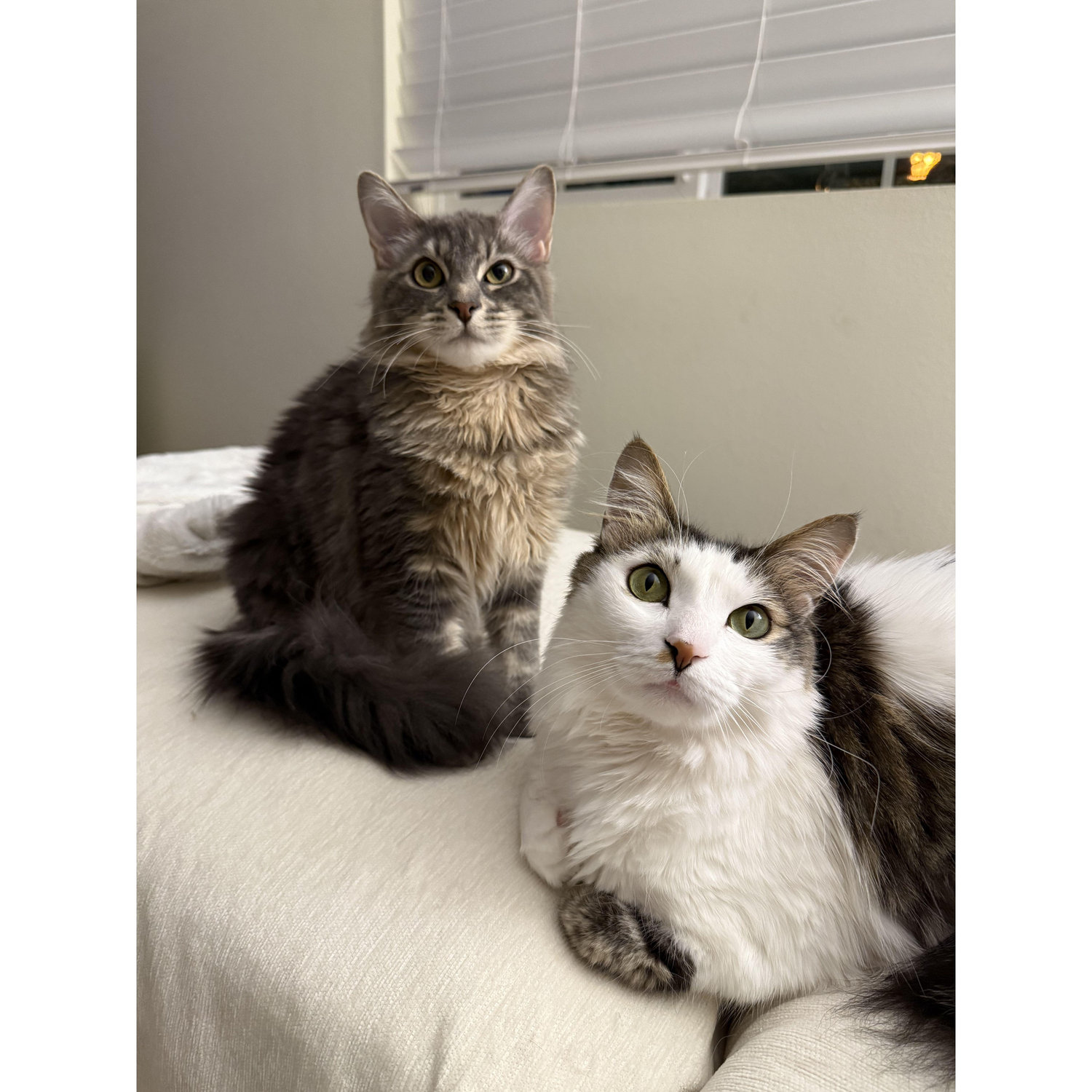 EN: Our babies Elizabeth and Richard
PL: Nasze futrzane dzieci - Ela i Rysiu