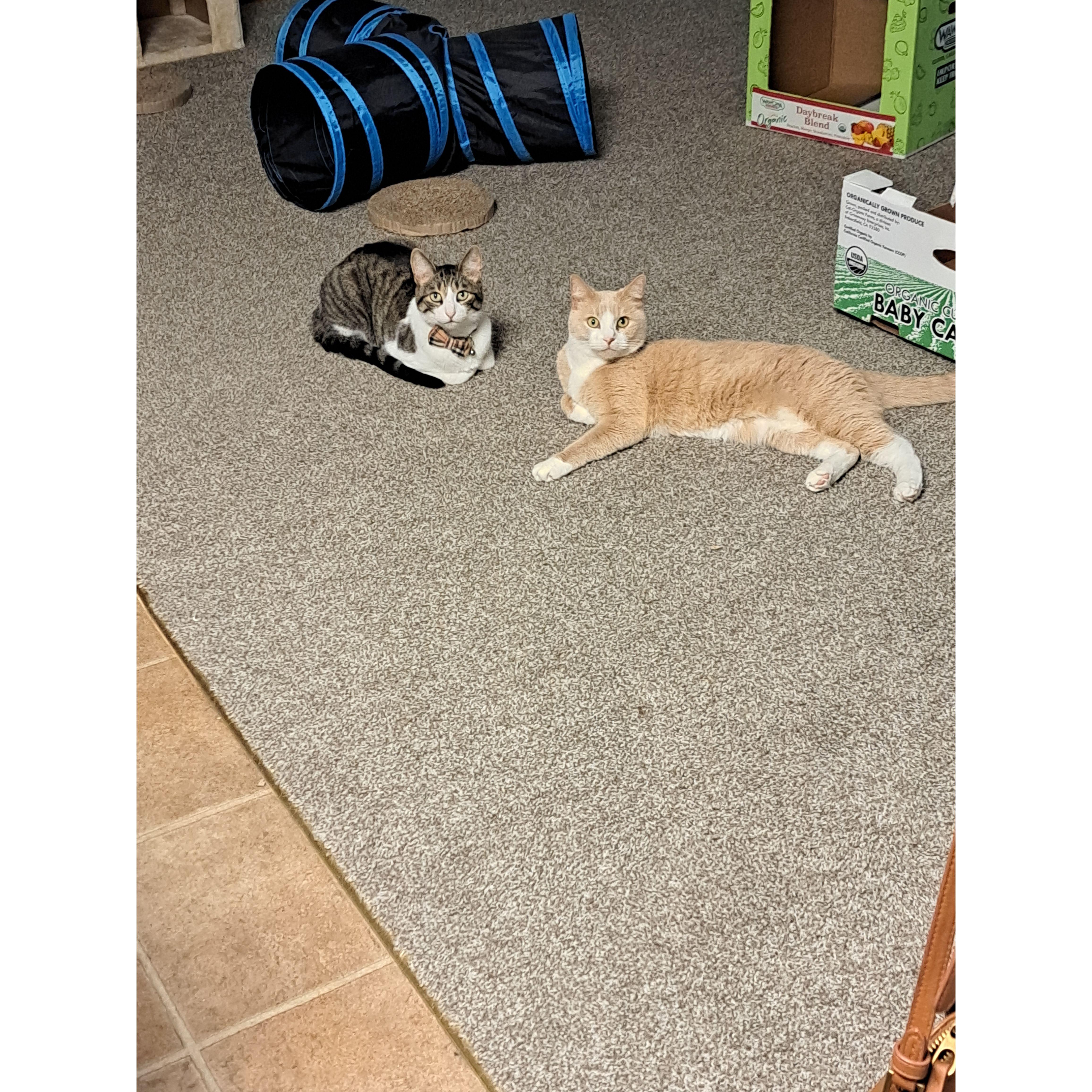 Our babies (Mateo and Jojo)