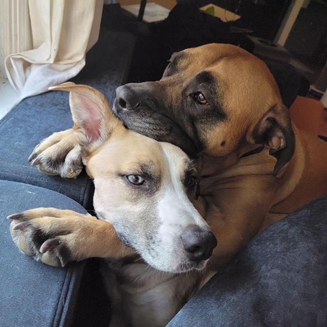 The light of our lives. Smokey and Luna
