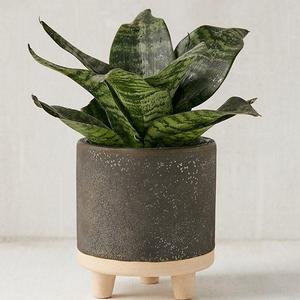 Liv 5” Footed Planter